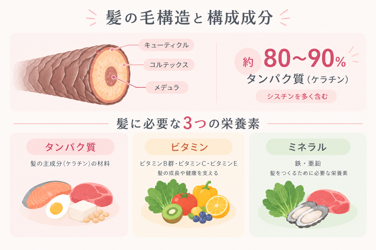 髪の構造(キューティクル・コルテックス・メデュラ)と構成成分。髪に必要なつの栄養素のイラスト